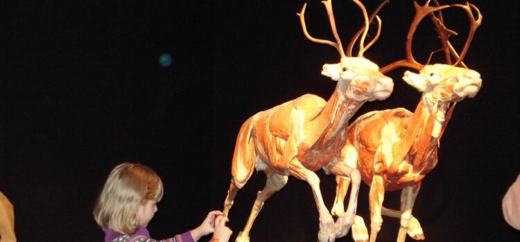 EL ESTADO RECIBIRÁ EXPOSICIÓN MUNDIAL “BODY WORLDS ANIMAL INSIDE OUT”