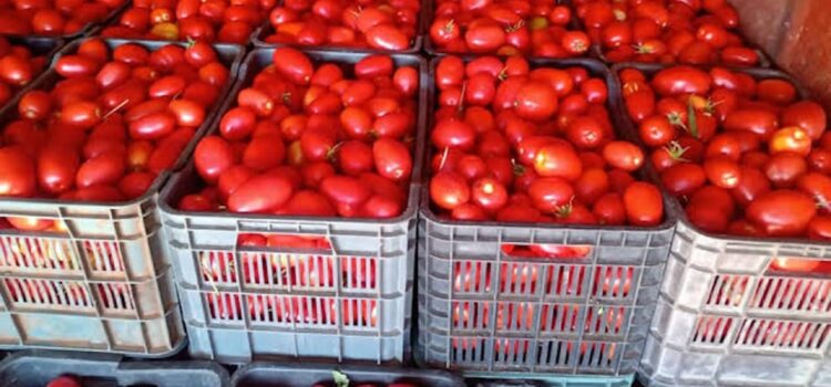 EL ESTADO BRINDA APOYO A PRODUCTORES DE JITOMATE POR MEDIDAS DE ESTADOS UNIDOS