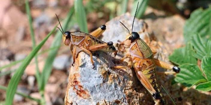 OPERATIVO ECOLÓGICO PARA CONTROLAR PLAGA DE INSECTOS SALTADORES EN SAN LUIS POTOSÍ
