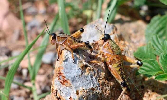OPERATIVO ECOLÓGICO PARA CONTROLAR PLAGA DE INSECTOS SALTADORES EN SAN LUIS POTOSÍ