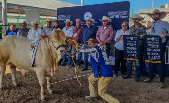 REALIZAN CON ÉXITO MUESTRA DE GANADO CHARBRAY EN LA FENAPO