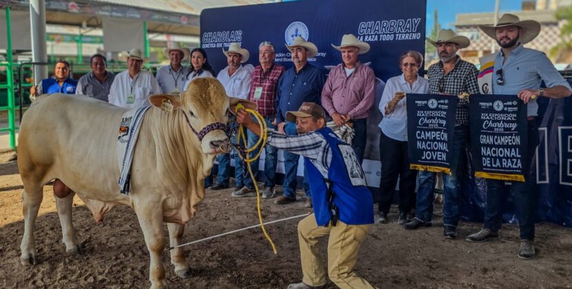 REALIZAN CON ÉXITO MUESTRA DE GANADO CHARBRAY EN LA FENAPO